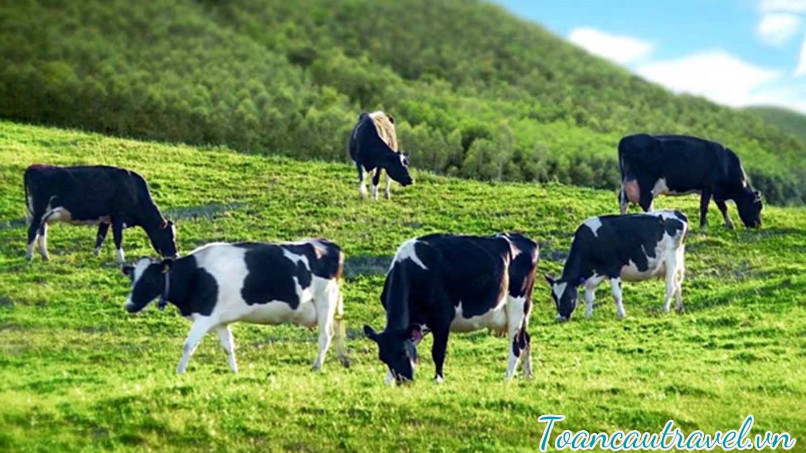 nông trường bò sữa nổi tiếng tại Mộc Châu.